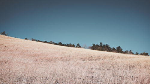 Scenic view of field against clear blue sky