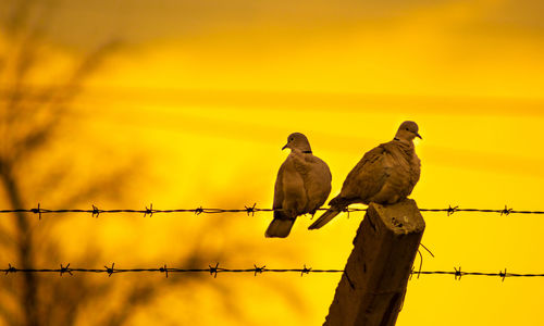 Low angle view of doves perching on fence against orange sky during sunset