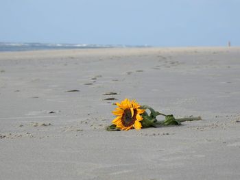 Close-up of yellow flower on beach