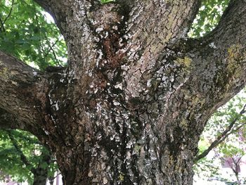 Low angle view of trees