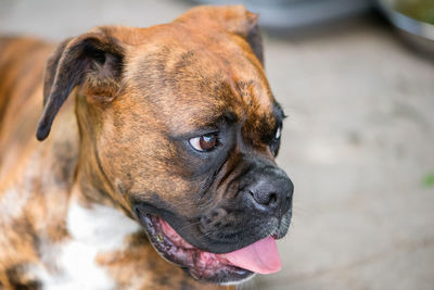 Funny smiling boxer dog portrait