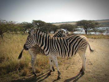 Zebras standing on grass against sky