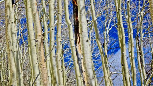 Full frame shot of trees