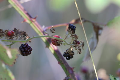 fruit