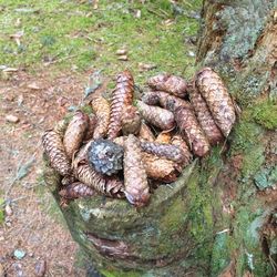 High angle view of shells on tree trunk