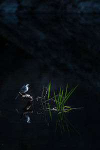 High angle view of bird in lake