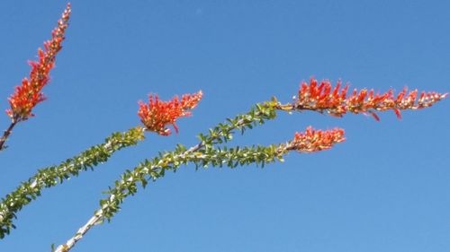 Low angle view of flowers against blue sky