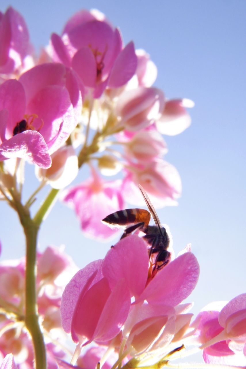 CLOSE-UP OF BEE ON PINK FLOWER