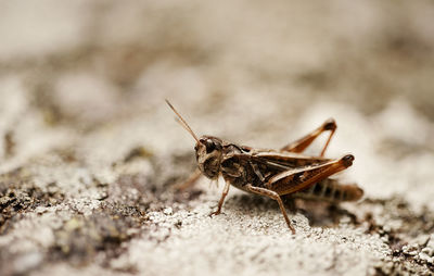 Close-up of insect on rock