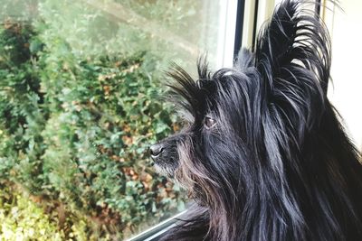 Close-up of a dog looking away