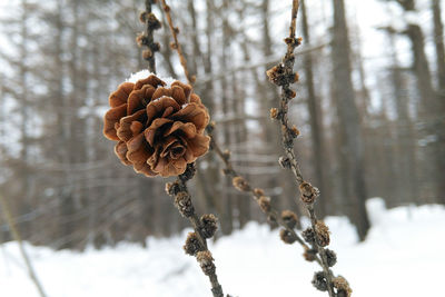 Close-up of snow on tree during winter