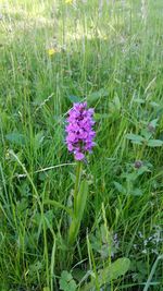 Pink flowers blooming in field