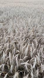 Full frame shot of tree on field