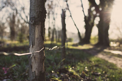 Close-up of tree trunk in forest