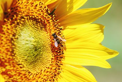 Close-up of bee pollinating on sunflower