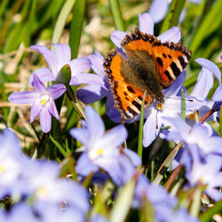 Close-up of butterfly on purple flowers