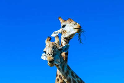 Low angle view of a horse against clear blue sky