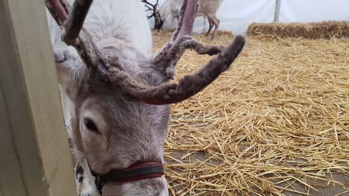 Close-up of cow