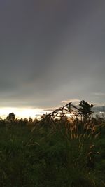 Plants growing on land against sky during sunset