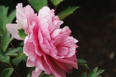 Close-up of pink flower