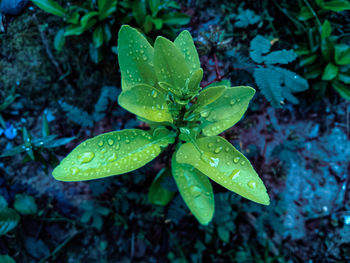 Close-up of raindrops on leaves