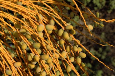 Close-up of fruit growing on tree