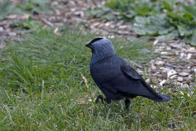 Close-up of bird perching on field