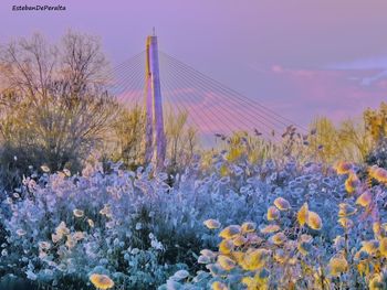 Flowers growing on landscape against sky
