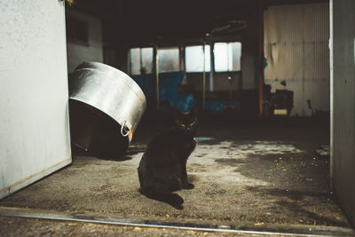 Cat looking through window