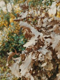 Close-up of autumn leaves on tree