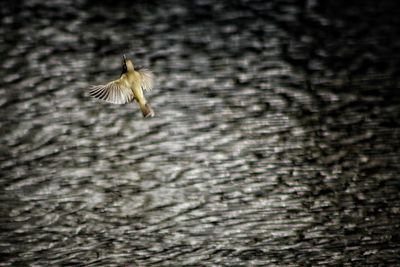 Close-up of eagle flying over lake