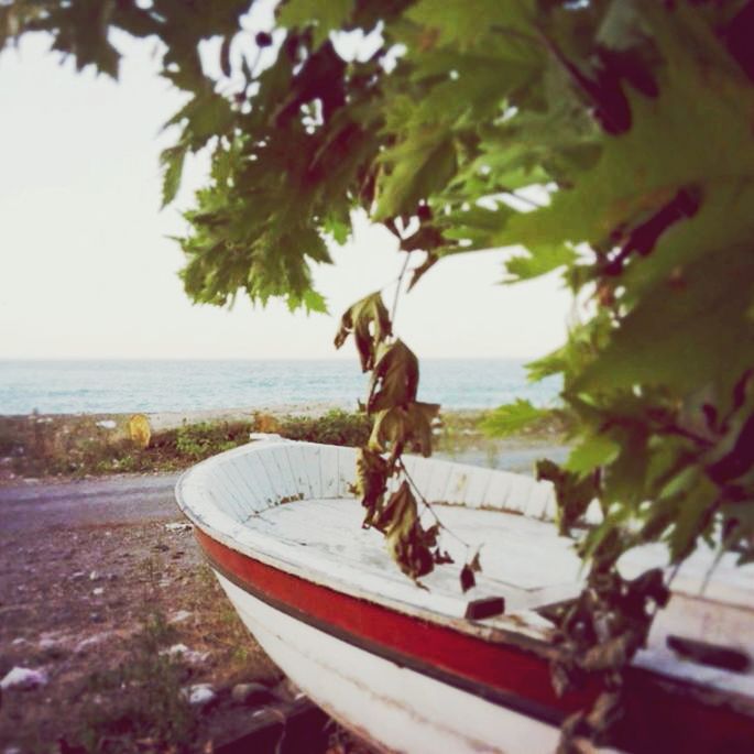 nautical vessel, tree, boat, water, beach, focus on foreground, sea, nature, tranquility, transportation, day, shore, moored, mode of transport, tranquil scene, outdoors, sand, sky, close-up, horizon over water