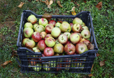 High angle view of apples in basket