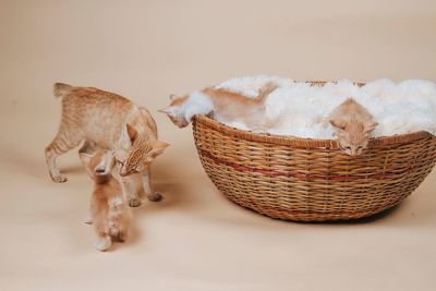 Cat with kittens against beige background