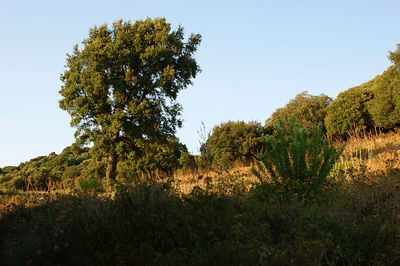 Trees on field against clear sky