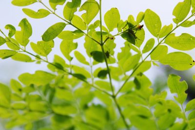 Low angle view of ivy growing on tree against sky