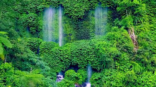 View of waterfall in forest