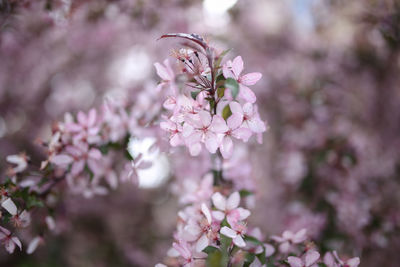 Close-up of pink cherry blossoms