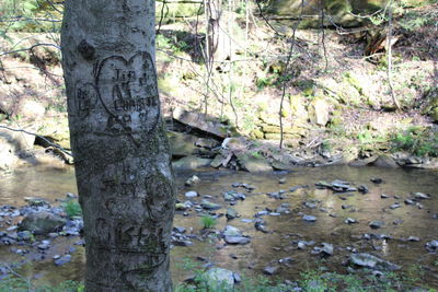 Close-up of tree trunk