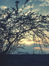 Silhouette tree against sky during sunset