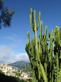 Succulent plants in city against blue sky