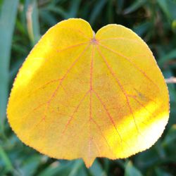 Close-up of yellow leaf