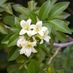 Close-up of white flowering plant