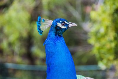 Close-up of a peacock