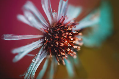 Close-up of flower against blurred background