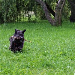 Black dog on field