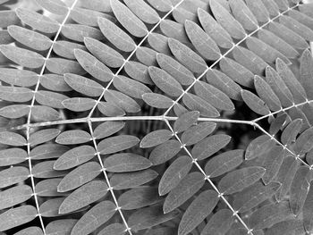 Full frame shot of leaves