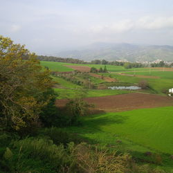 Scenic view of agricultural field against sky