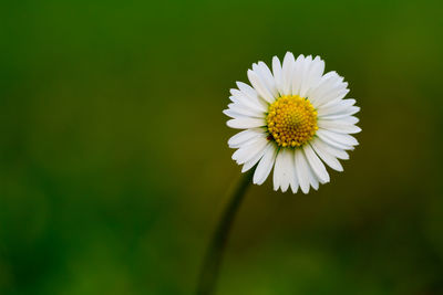 Close-up of fresh white daisy blooming outdoors