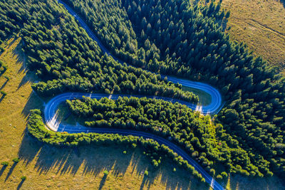 Aerial view of winding road amidst trees in forest